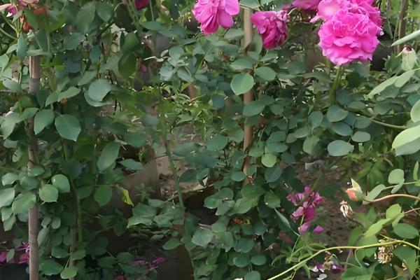 如何给藤本月季花盆栽换盆，选择在每年的春天进行