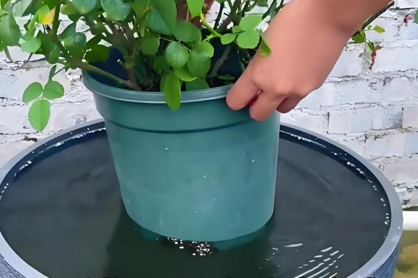 如何给藤本月季花盆栽换盆，选择在每年的春天进行