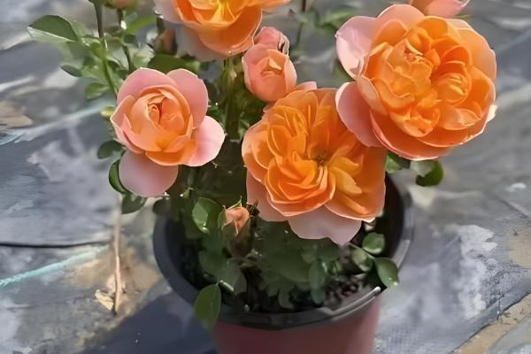 如何给藤本月季花盆栽换盆，选择在每年的春天进行