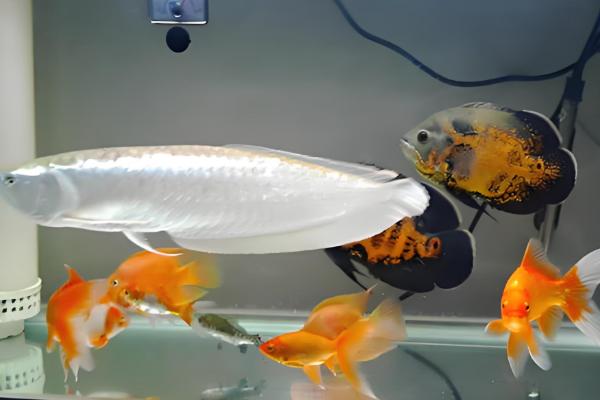 新手养什么鱼好，适合新手养的是孔雀鱼