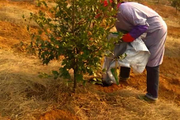 油茶冻害如何防治，首先选用耐冻当地品种