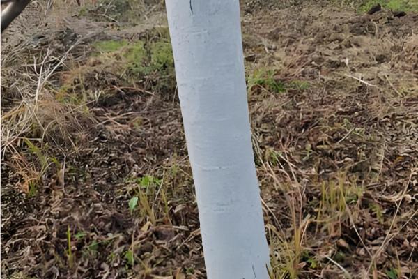 油茶冻害如何防治，首先选用耐冻当地品种