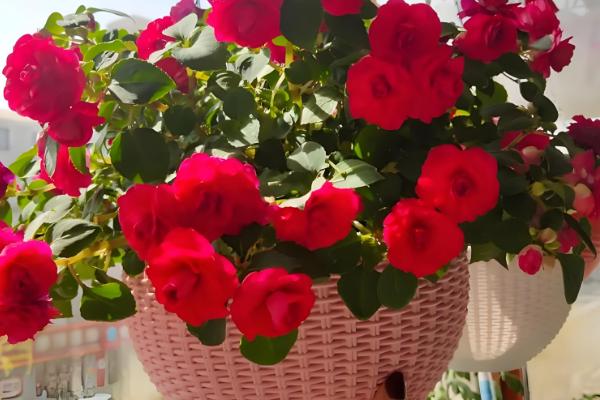 水梅花和凤仙花的区别是什么，科属和叶子均不同