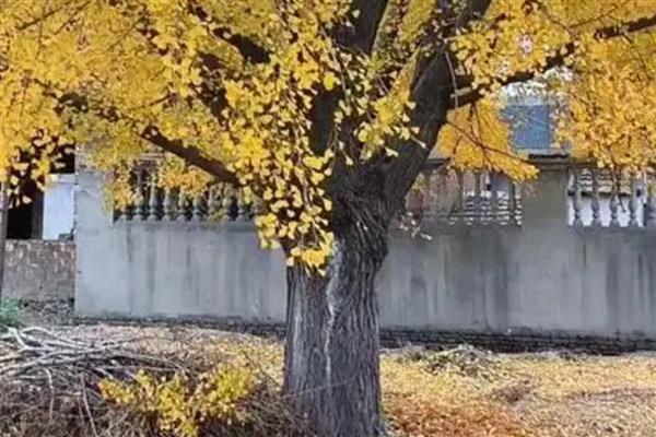 银杏树有什么习性，属于喜光树种，适合在土层深厚的地区生长