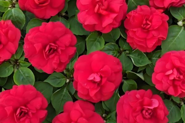 水梅花和凤仙花的区别是什么，科属和叶子均不同