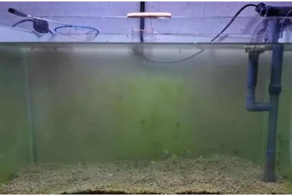 鱼缸水泵嗡嗡有震动声怎么办，震动在可接受范围便不用担心