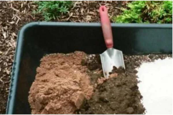 长寿花的养殖方法,春季每隔3-4天浇1次水