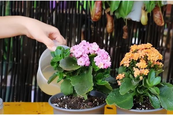 长寿花的养殖方法,春季每隔3-4天浇1次水