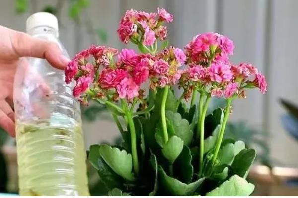 长寿花的养殖方法,春季每隔3-4天浇1次水