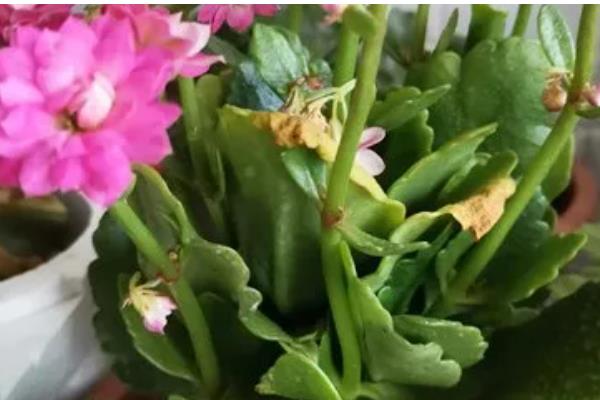 长寿花的养殖方法,春季每隔3-4天浇1次水