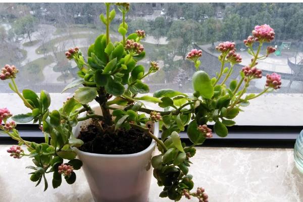 长寿花的养殖方法,春季每隔3-4天浇1次水