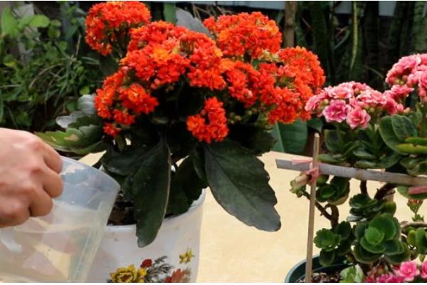 长寿花的养殖方法,春季每隔3-4天浇1次水