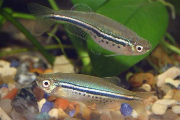 斑马鱼为什么一天死一条，可能是水质差所致