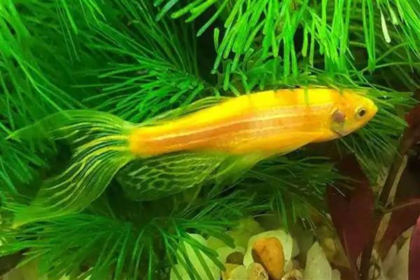 斑马鱼为什么一天死一条，可能是水质差所致