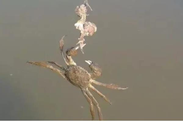 螃蟹喜食哪种诱饵，蚯蚓、螺肉等饵料均可选用