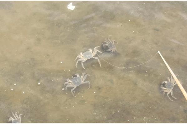 螃蟹喜食哪种诱饵，蚯蚓、螺肉等饵料均可选用