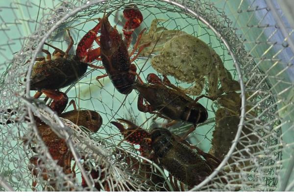 螃蟹喜食哪种诱饵，蚯蚓、螺肉等饵料均可选用