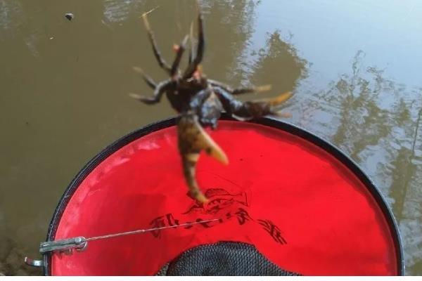 螃蟹喜食哪种诱饵，蚯蚓、螺肉等饵料均可选用