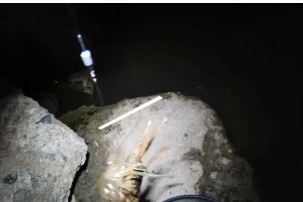 螃蟹喜食哪种诱饵，蚯蚓、螺肉等饵料均可选用