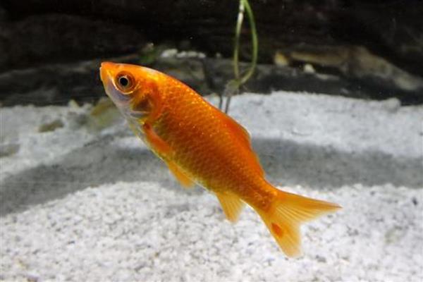 哪种鱼最好养活,草金鱼最好养活