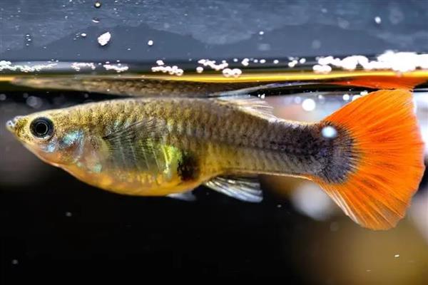 哪种鱼最好养活,草金鱼最好养活