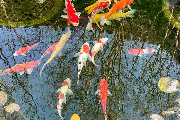 哪种鱼最好养活,草金鱼最好养活