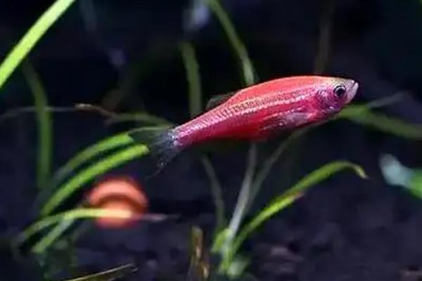 哪种鱼最好养活,草金鱼最好养活