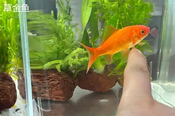 哪种鱼最好养活,草金鱼最好养活
