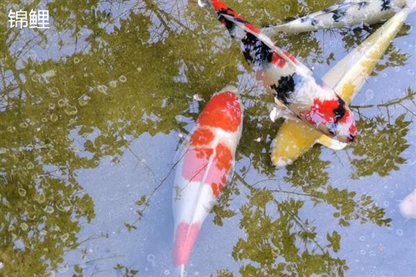 哪种鱼最好养活,草金鱼最好养活