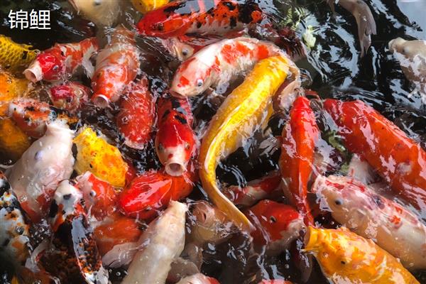 哪种鱼最好养活,草金鱼最好养活