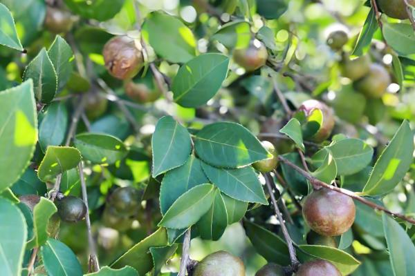 油茶冻害如何防治，首先选用耐冻当地品种