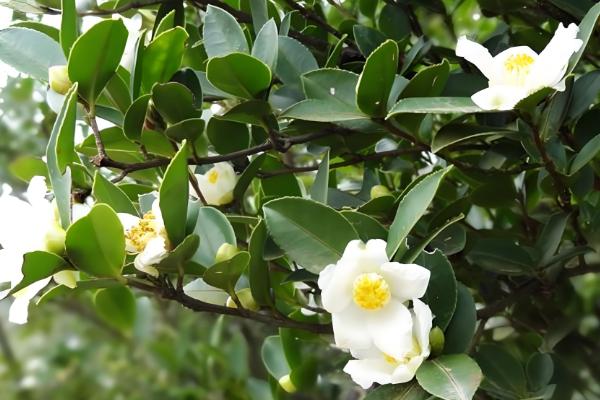 油茶冻害如何防治，首先选用耐冻当地品种