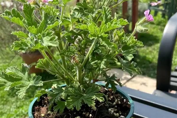 驱蚊草换盆后萎蔫如何解决,根据发生原因采取对应措施