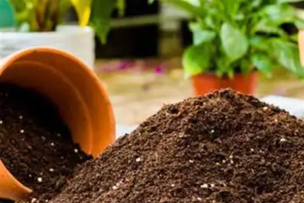 昙花有没有香味,香味特别但无毒