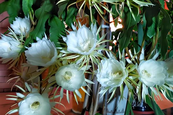 昙花有没有香味,香味特别但无毒