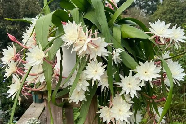 昙花有没有香味,香味特别但无毒
