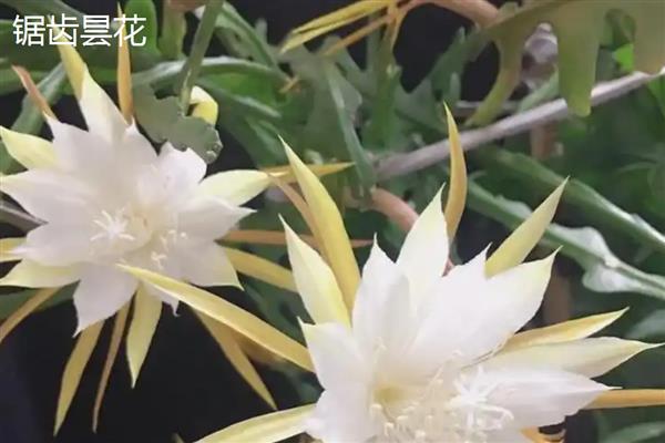 昙花有没有香味,香味特别但无毒