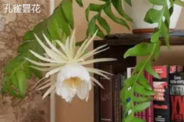 昙花有没有香味,香味特别但无毒