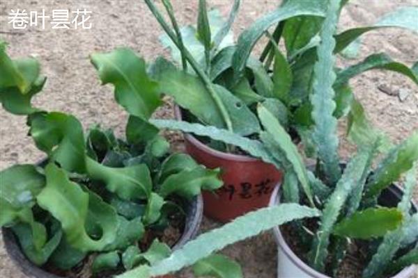 昙花有没有香味,香味特别但无毒