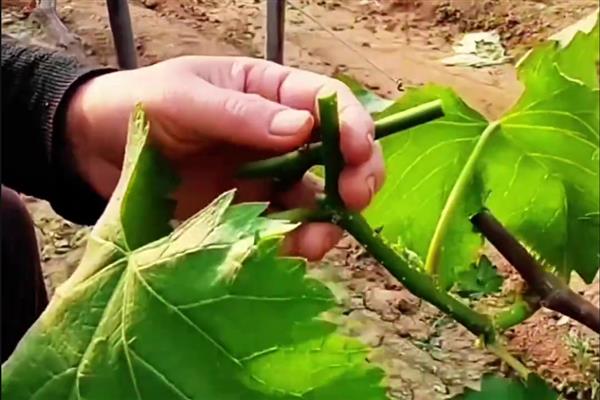 葡萄树什么时候嫁接，适合在5-6月份进行