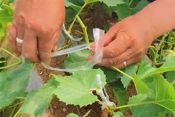 葡萄树什么时候嫁接，适合在5-6月份进行