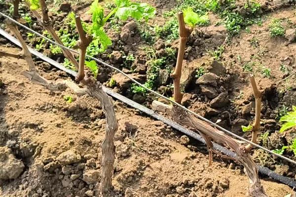 葡萄树什么时候嫁接，适合在5-6月份进行