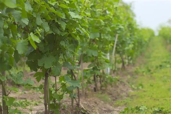 葡萄树什么时候嫁接，适合在5-6月份进行