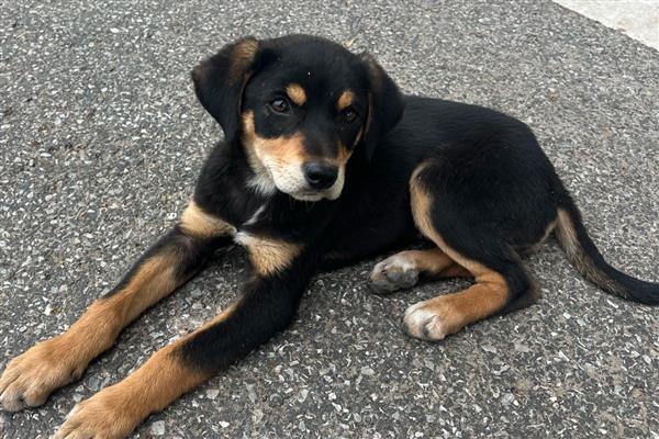 狗狗排便不成形如何处理,常见以下三种原因