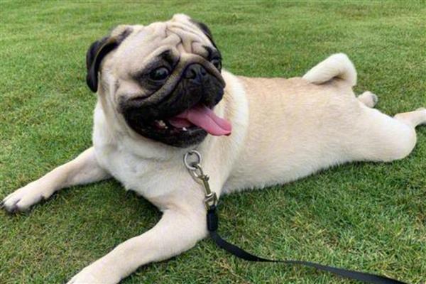 狗狗排便不成形如何处理,常见以下三种原因