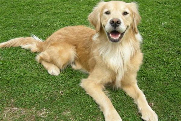 狗狗排便不成形如何处理,常见以下三种原因