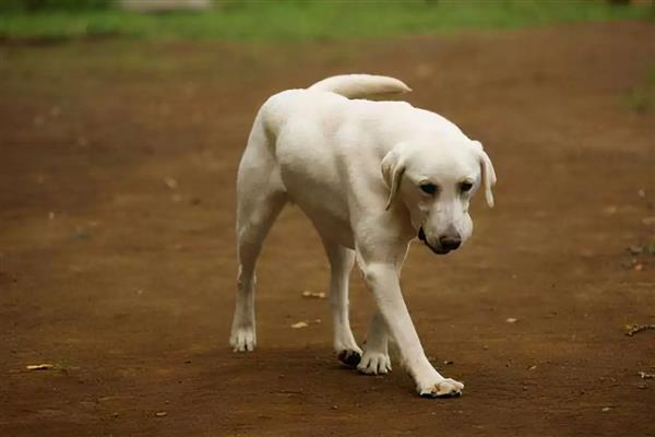 狗狗排便不成形如何处理,常见以下三种原因
