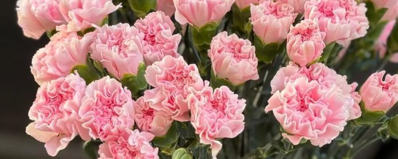 无根的康乃馨如何种植，涂抹生根剂后插入土壤中