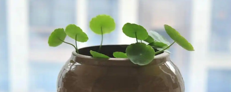 碗莲怎么进行无土栽培，每隔1周追施一次营养液