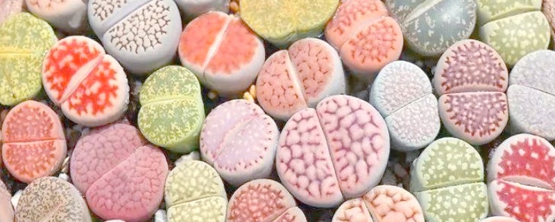 怎么判断生石花已经死了，可以观察植株的表面的状态